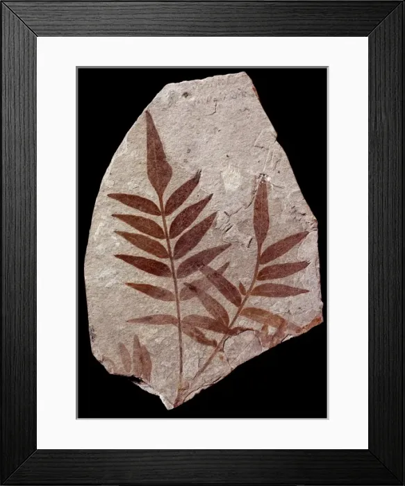 Framed Print : Rhus stellariaefolia, rhus Framed Print : Rhus stellariaefolia, rhus