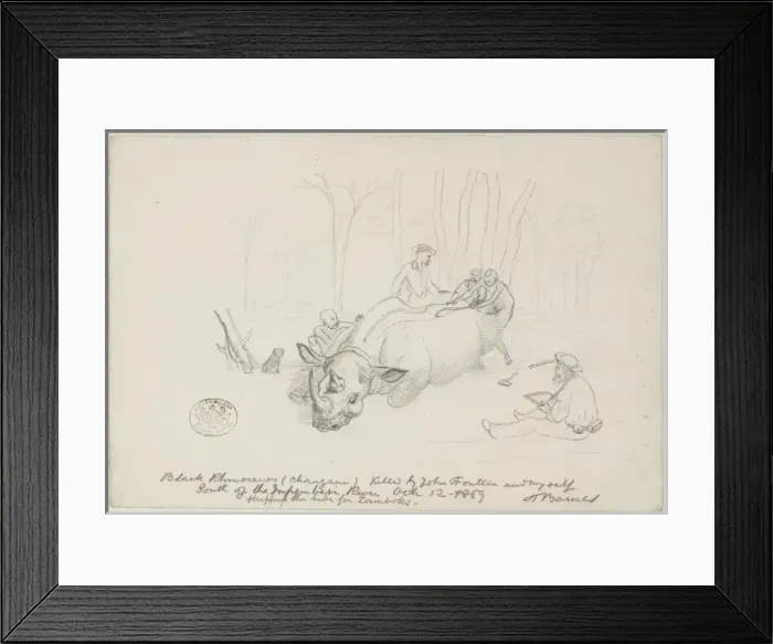Framed Print : Diceros bicornis, black rhinoceros Framed Print : Diceros bicornis, black rhinoceros