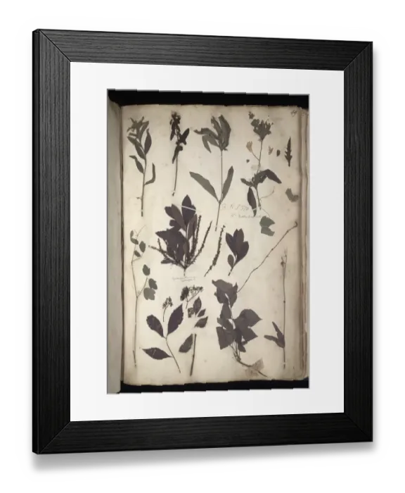 Framed Print : Lawson plant specimens Framed Print : Lawson plant specimens