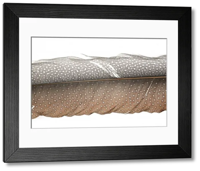Framed Print : Argusianus argus, great argus Framed Print : Argusianus argus, great argus