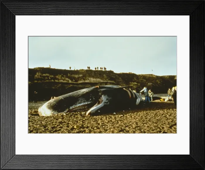 Framed Print : Physeter catodon, sperm whale Framed Print : Physeter catodon, sperm whale