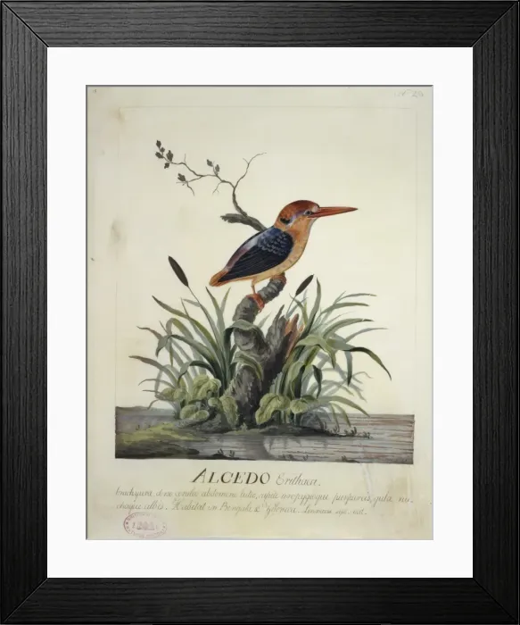 Framed Print : Ceyx erithaca, oriental dwarf kingfisher Framed Print : Ceyx erithaca, oriental dwarf kingfisher