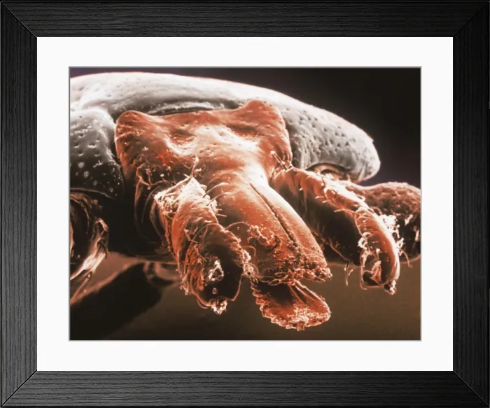 Framed Print : Amblyomma sp. hard backed tick Framed Print : Amblyomma sp. hard backed tick