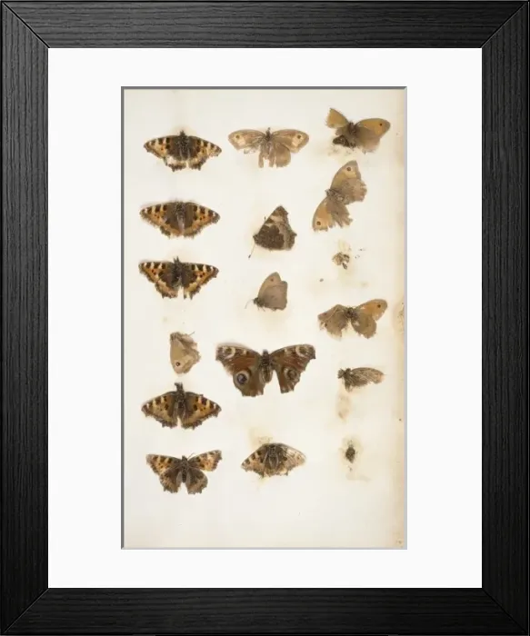 Framed Print : Aglais urticae and Inachis io Framed Print : Aglais urticae and Inachis io