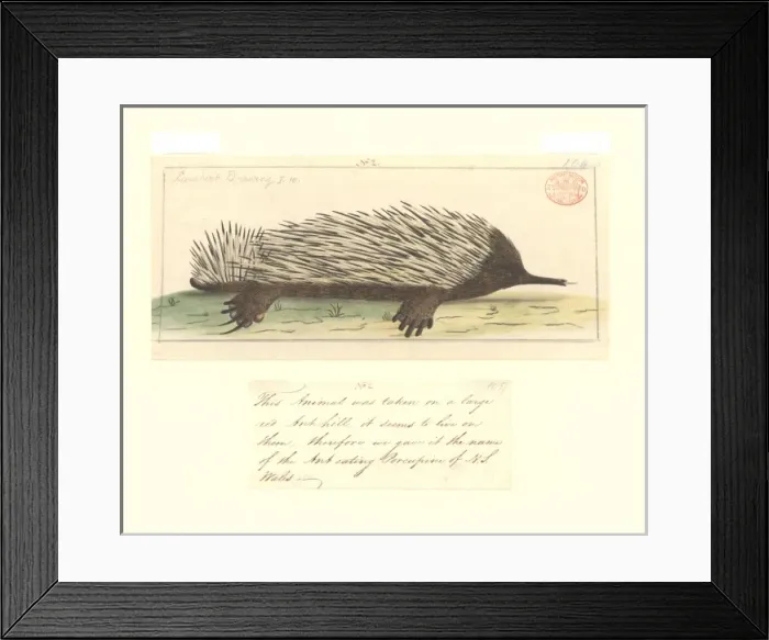 Framed Print : Tachyglossus aculeatus, short-nosed echidna Framed Print : Tachyglossus aculeatus, short-nosed echidna