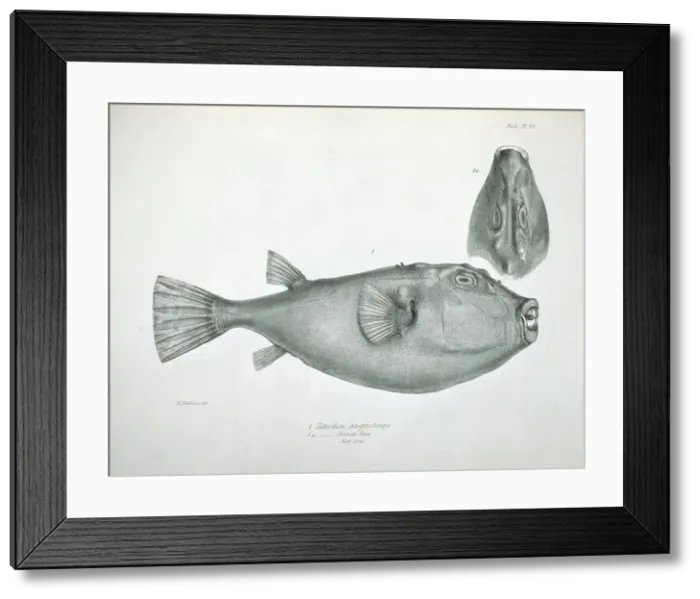 Framed Print : Sphoeroides angusticeps, narrow headed puffer Framed Print : Sphoeroides angusticeps, narrow headed puffer