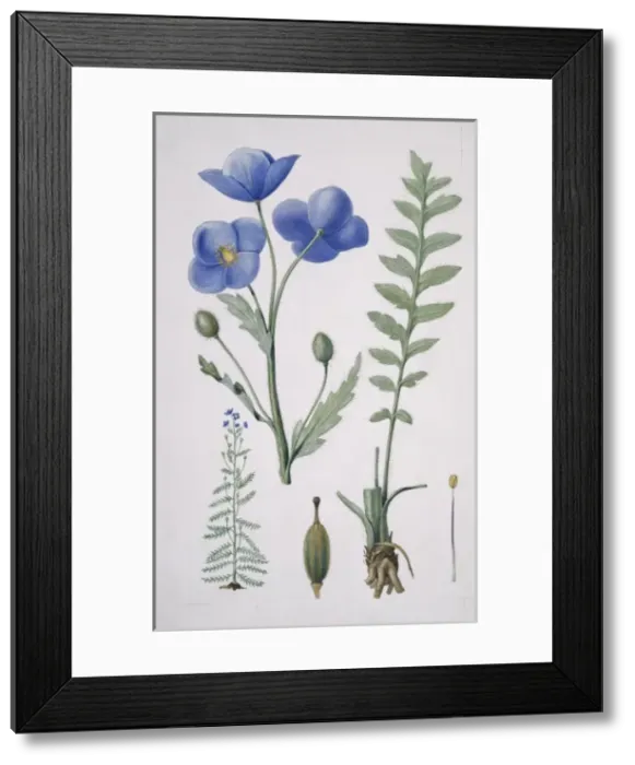 Framed Print : Meconopsis napaulensis, blue poppy Framed Print : Meconopsis napaulensis, blue poppy