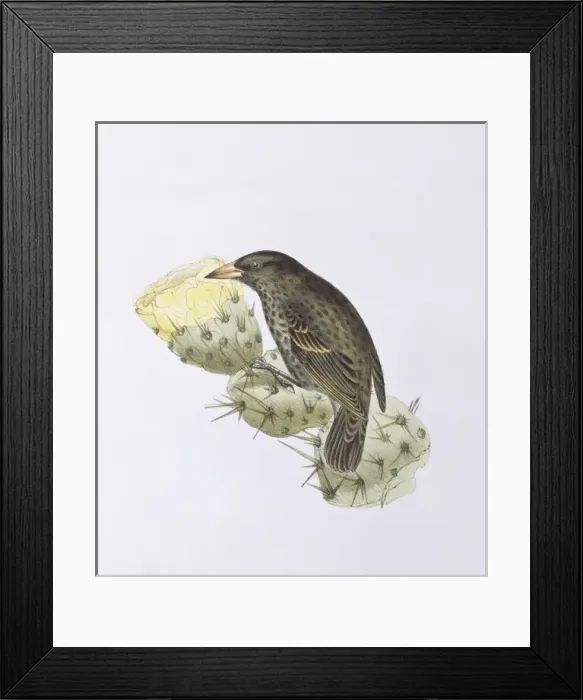 Framed Print : Geospiza scandens, common cactus finch Framed Print : Geospiza scandens, common cactus finch