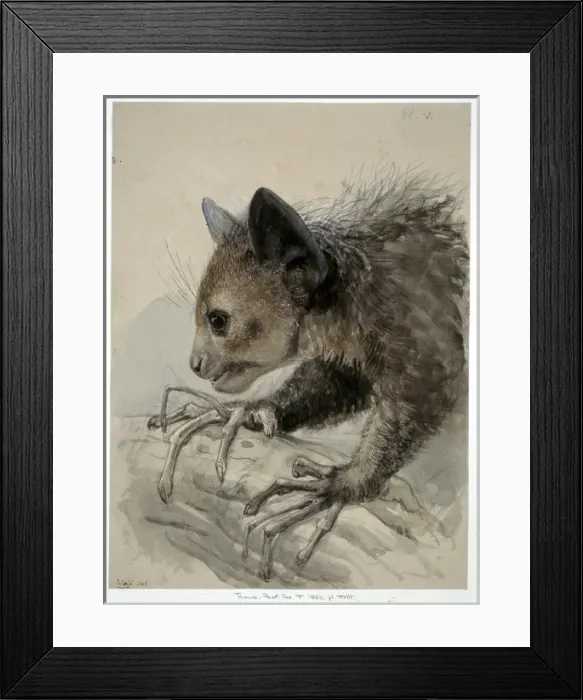 Framed Print : Daubentonia madagascariensis, aye-aye