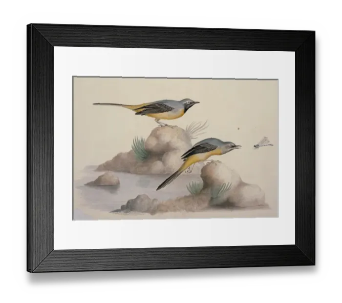 Framed Print : Motacilla cinerea, grey wagtail Framed Print : Motacilla cinerea, grey wagtail