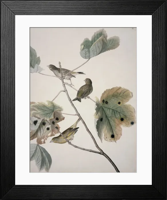Framed Print : Carduelis chloris, European greenfinch Framed Print : Carduelis chloris, European greenfinch