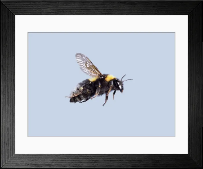 Framed Print : Bombus sp. bumble bee Framed Print : Bombus sp. bumble bee