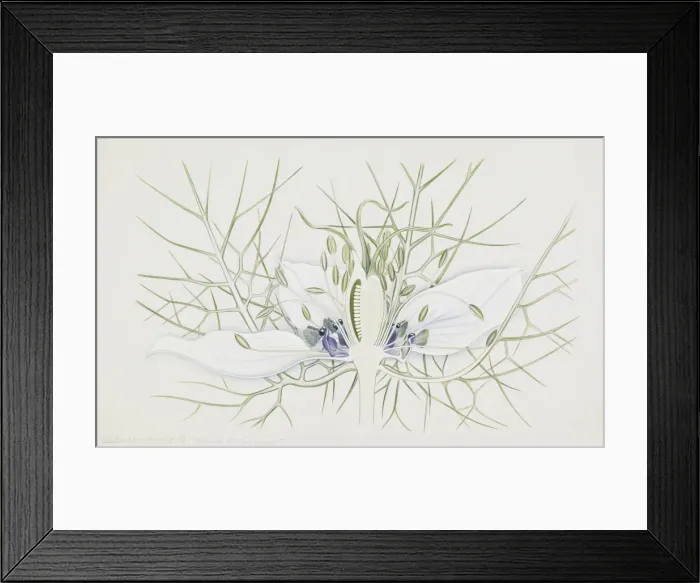 Framed Print : Nigella damascena, love-in-a-mist Framed Print : Nigella damascena, love-in-a-mist