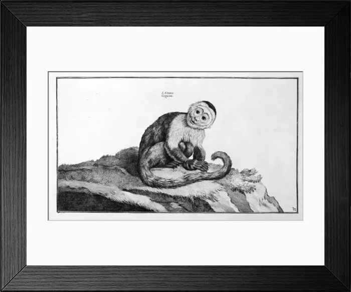 Framed Print : Cebus capucinus, white-faced capuchin Framed Print : Cebus capucinus, white-faced capuchin