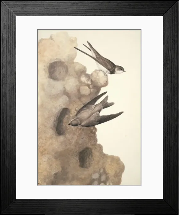 Framed Print : Riparia riparia, sand martin Framed Print : Riparia riparia, sand martin