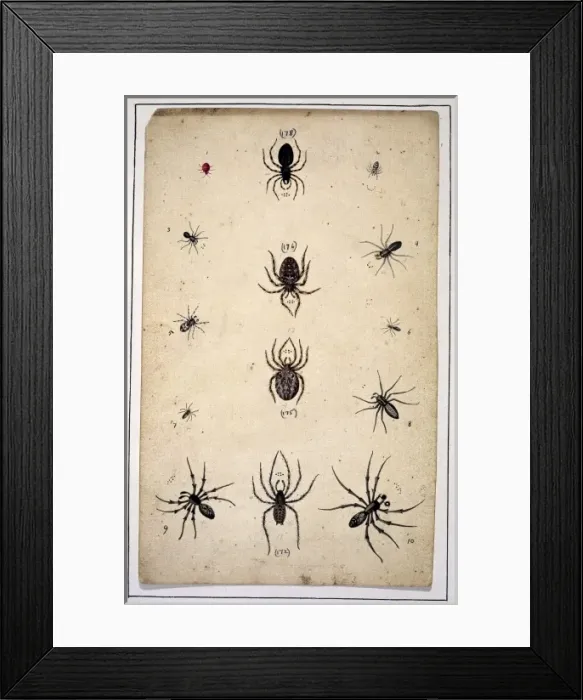 Framed Print : English spiders by Eleazar Albin Framed Print : English spiders by Eleazar Albin