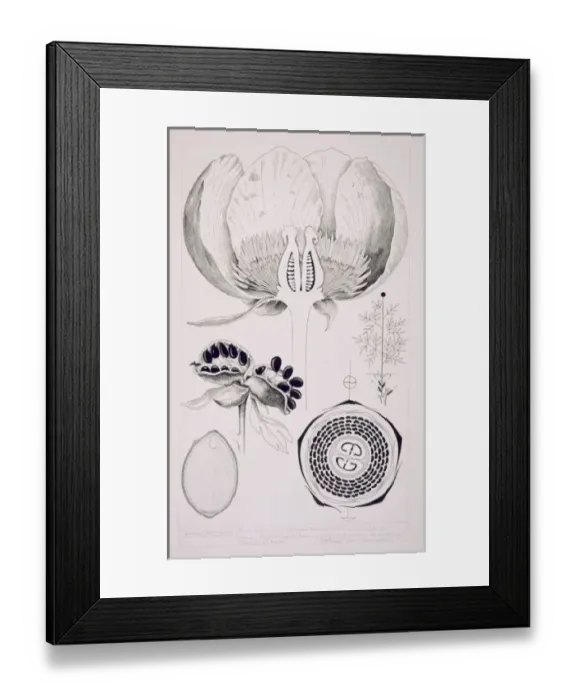 Framed Print : Paeonia officinalis, common peony Framed Print : Paeonia officinalis, common peony