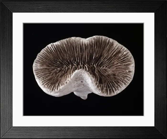 Framed Print : Pattalophyllia sp. coral Framed Print : Pattalophyllia sp. coral