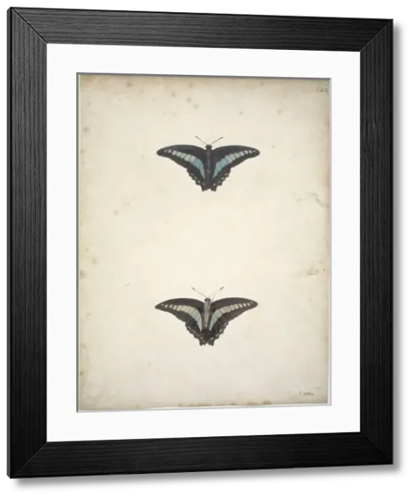 Framed Print : Papilio sp. banded swallowtail Framed Print : Papilio sp. banded swallowtail