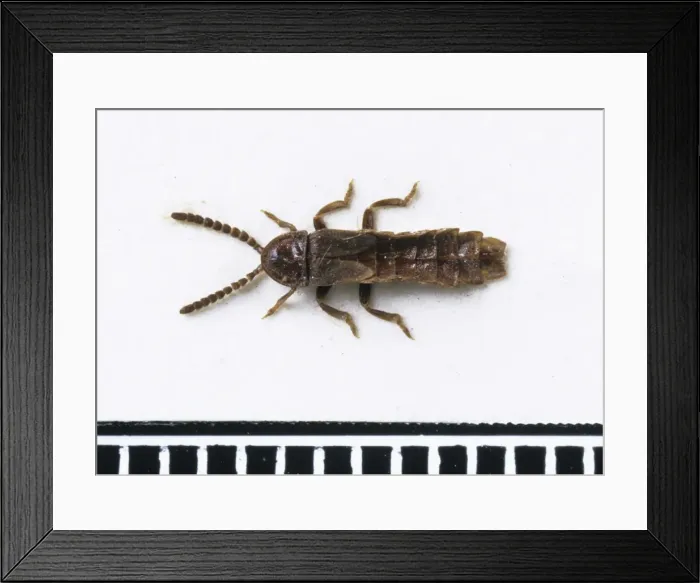 Framed Print : Phosphaenus hemipterus, glow worm Framed Print : Phosphaenus hemipterus, glow worm