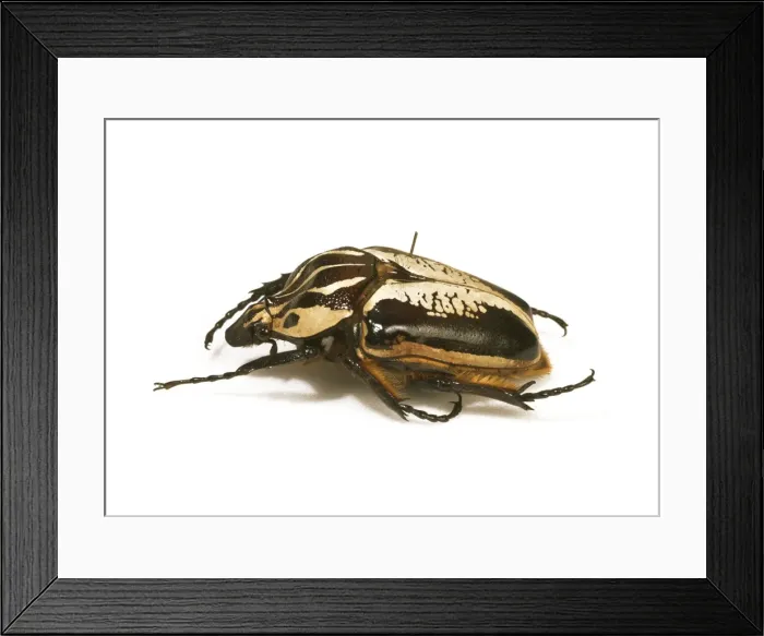 Framed Print : Goliathus goliathus, goliath beetle Framed Print : Goliathus goliathus, goliath beetle
