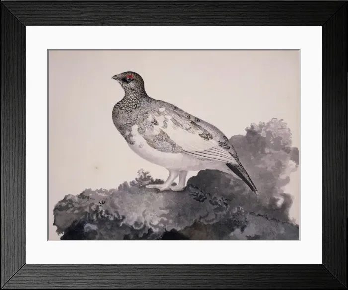 Framed Print : Lagopus mutus, rock ptarmigan Framed Print : Lagopus mutus, rock ptarmigan