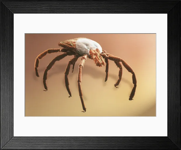 Framed Print : Amblyomma sp. hard backed tick Framed Print : Amblyomma sp. hard backed tick