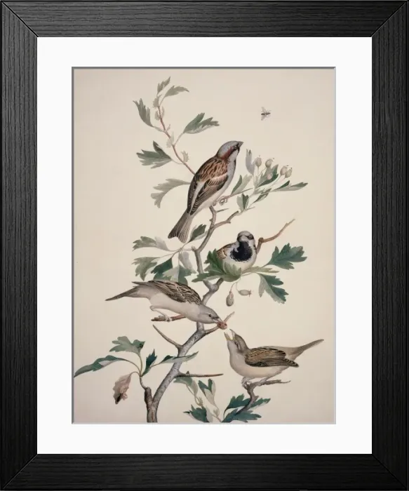 Framed Print : Passer domesticus, house sparrow Framed Print : Passer domesticus, house sparrow