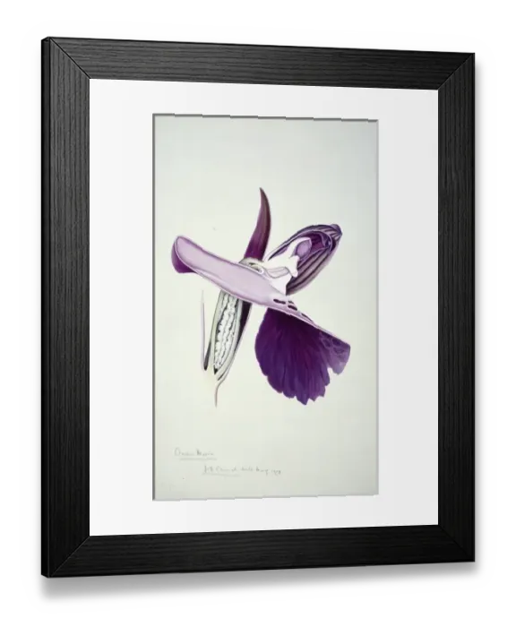 Framed Print : Orchis morio, green-winged orchid Framed Print : Orchis morio, green-winged orchid
