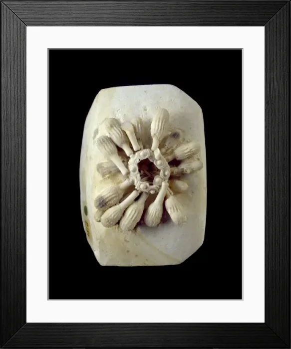 Framed Print : Tylocidaris clavigera (Konig), sea-urchin Framed Print : Tylocidaris clavigera (Konig), sea-urchin