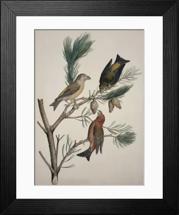 Framed Print : Loxia curvirostra, red crossbill Framed Print : Loxia curvirostra, red crossbill