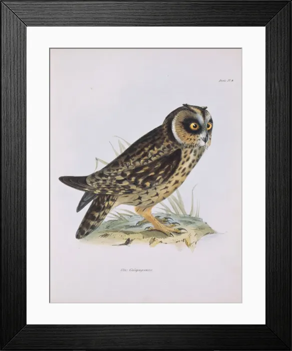 Framed Print : Asio flammeus galapagoensis, short-eared owl Framed Print : Asio flammeus galapagoensis, short-eared owl