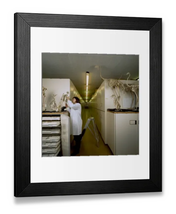 Framed Print : Bird Collections Framed Print : Bird Collections