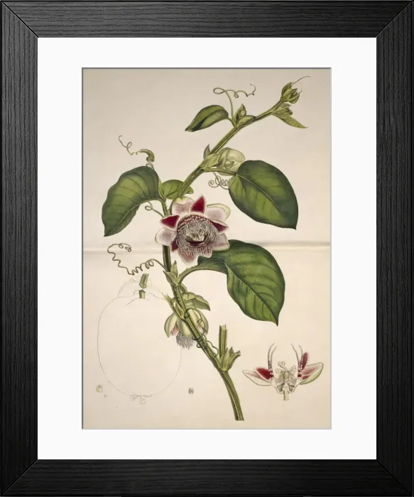 Framed Print : Passiflora quadrangularis, water lemon Framed Print : Passiflora quadrangularis, water lemon