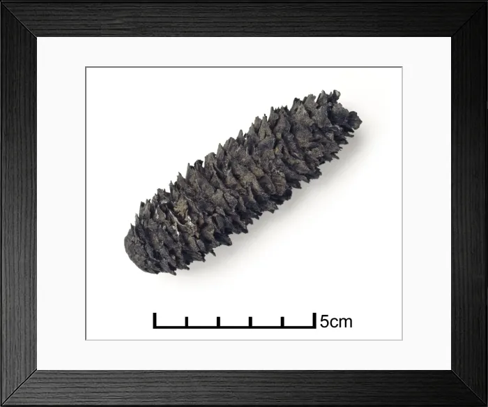 Framed Print : Picea excelsa, fossilised spruce cone Framed Print : Picea excelsa, fossilised spruce cone