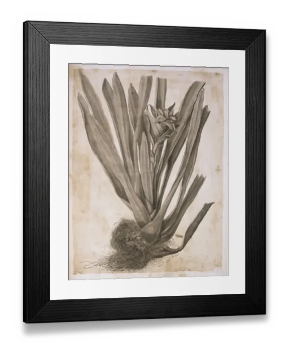 Framed Print : Guzmania lingulata, scarlet star Framed Print : Guzmania lingulata, scarlet star