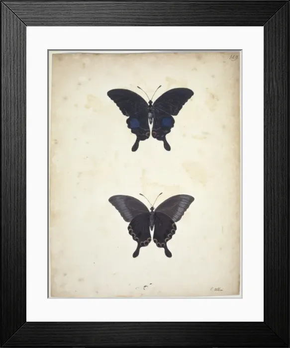 Framed Print : Swallowtail butterfly Framed Print : Swallowtail butterfly