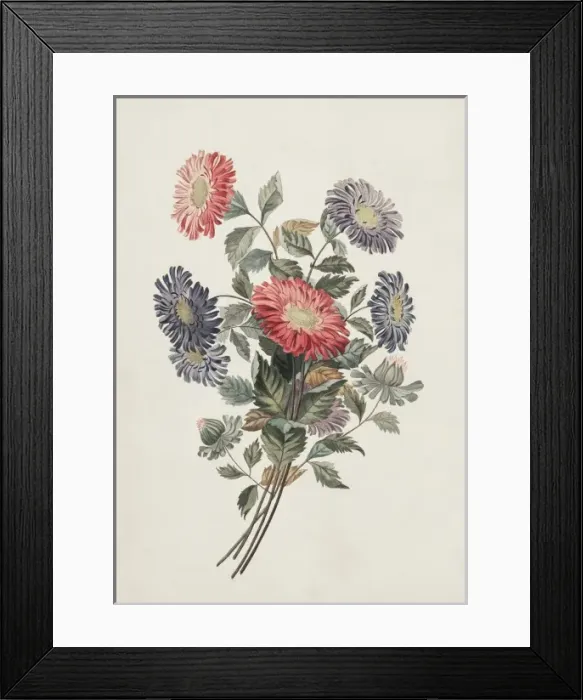 Framed Print : Callistephus chinensis, China aster Framed Print : Callistephus chinensis, China aster