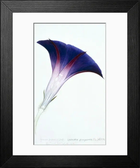 Framed Print : Ipomoea purpurea, morning glory Framed Print : Ipomoea purpurea, morning glory