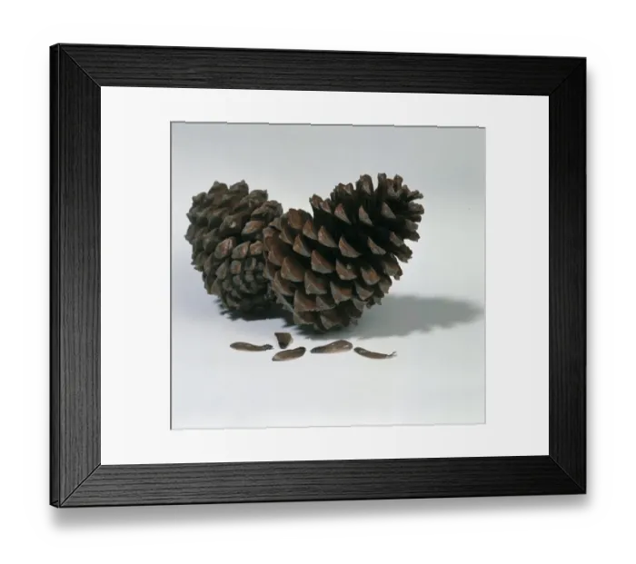 Framed Print : Pine cones Framed Print : Pine cones