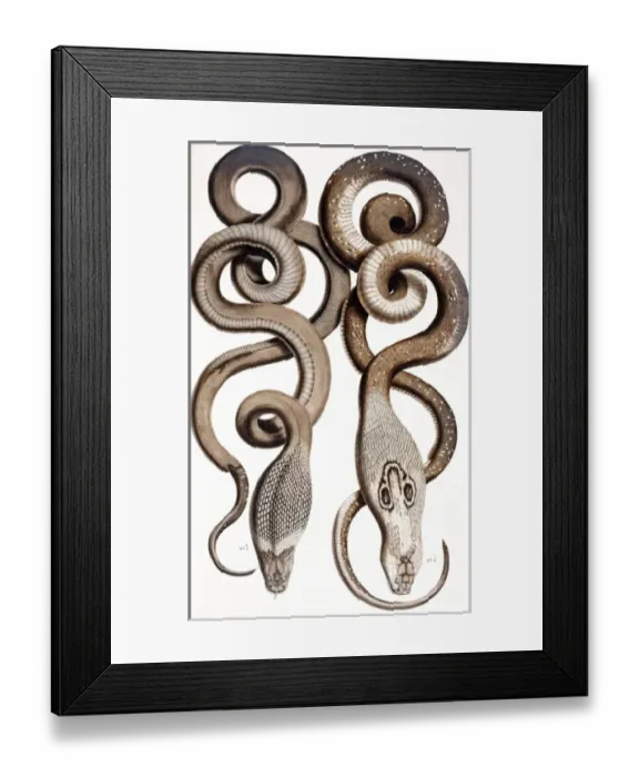Framed Print : Snakes by Albertus Seba Framed Print : Snakes by Albertus Seba