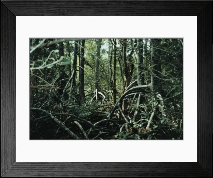 Framed Print : Rhizophora mangrove forest Framed Print : Rhizophora mangrove forest