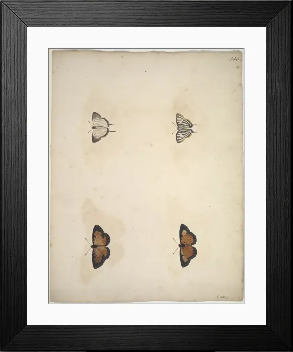 Framed Print : Unpublished lepidoptera watercolour by Eleazar Albin Framed Print : Unpublished lepidoptera watercolour by Eleazar Albin