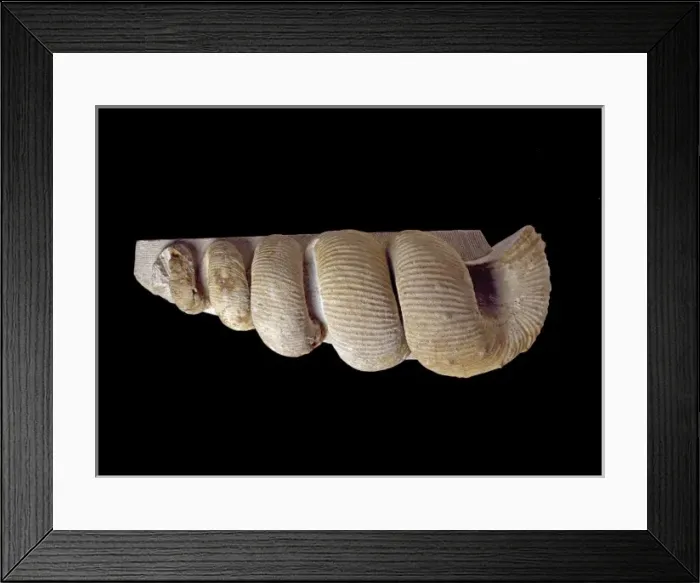 Framed Print : Nostroceras, ammonite Framed Print : Nostroceras, ammonite