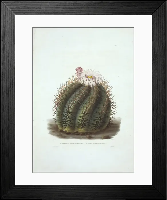 Framed Print : Echinocactus horizonthalonius, devils head cactus Framed Print : Echinocactus horizonthalonius, devils head cactus