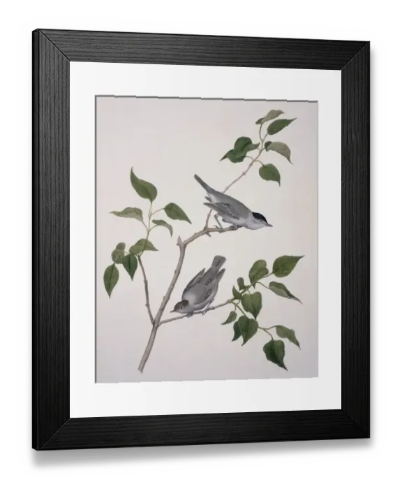 Framed Print : Sylvia atricapilla, blackcap Framed Print : Sylvia atricapilla, blackcap