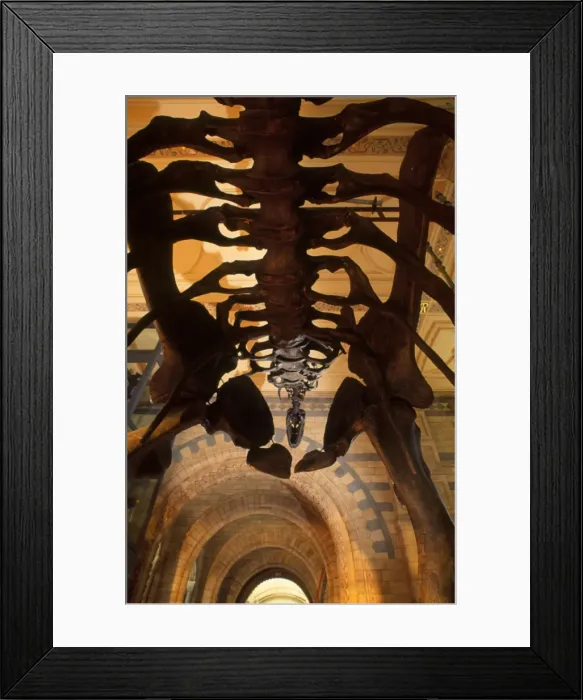 Framed Print : Camarasaurus Framed Print : Camarasaurus