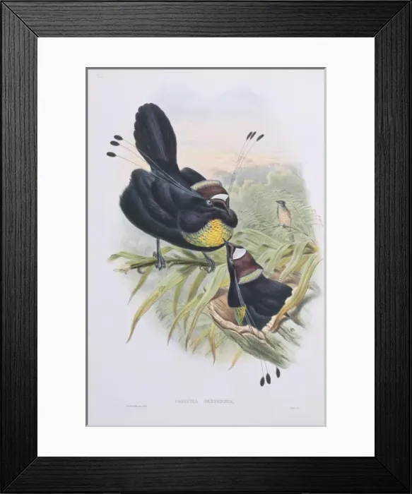 Framed Print : Parotia lawesii, Lawes parotia Framed Print : Parotia lawesii, Lawes parotia