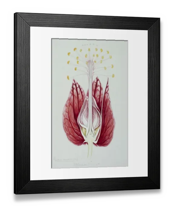Framed Print : Goethea strictiflora, goethea Framed Print : Goethea strictiflora, goethea