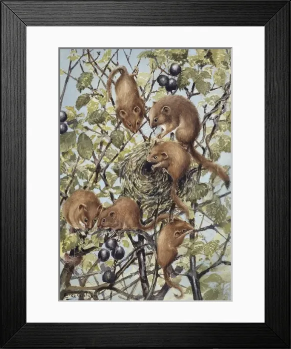 Framed Print : Muscardinus avellanarius, common dormouse Framed Print : Muscardinus avellanarius, common dormouse